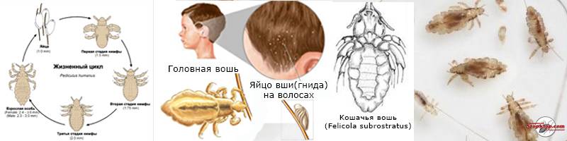 Есть ли такое слово как вошь