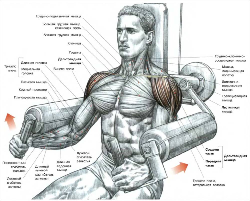 Лучшие упражнения на плечи в тренажерном зале для мужчин на рельеф с картинками