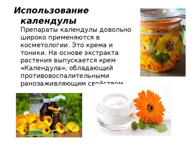 Лечебные свойства календулы