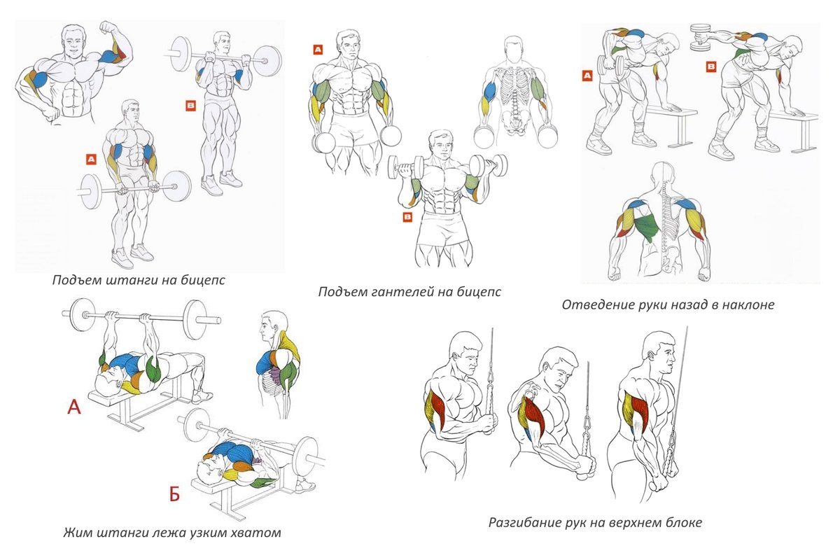 Упражнения для девушек на спину: описание комплекса упражнений, техника выполнения, фото - tony.ru