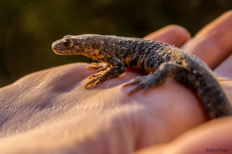 Facts about salamanders | live science