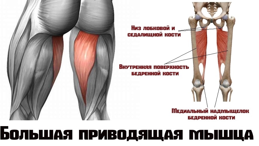 Большая приводящая мышца бедра: анатомия, функции, упражнения