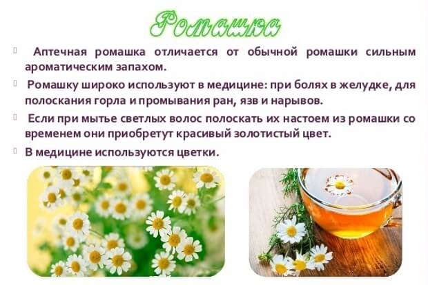 Ромашка